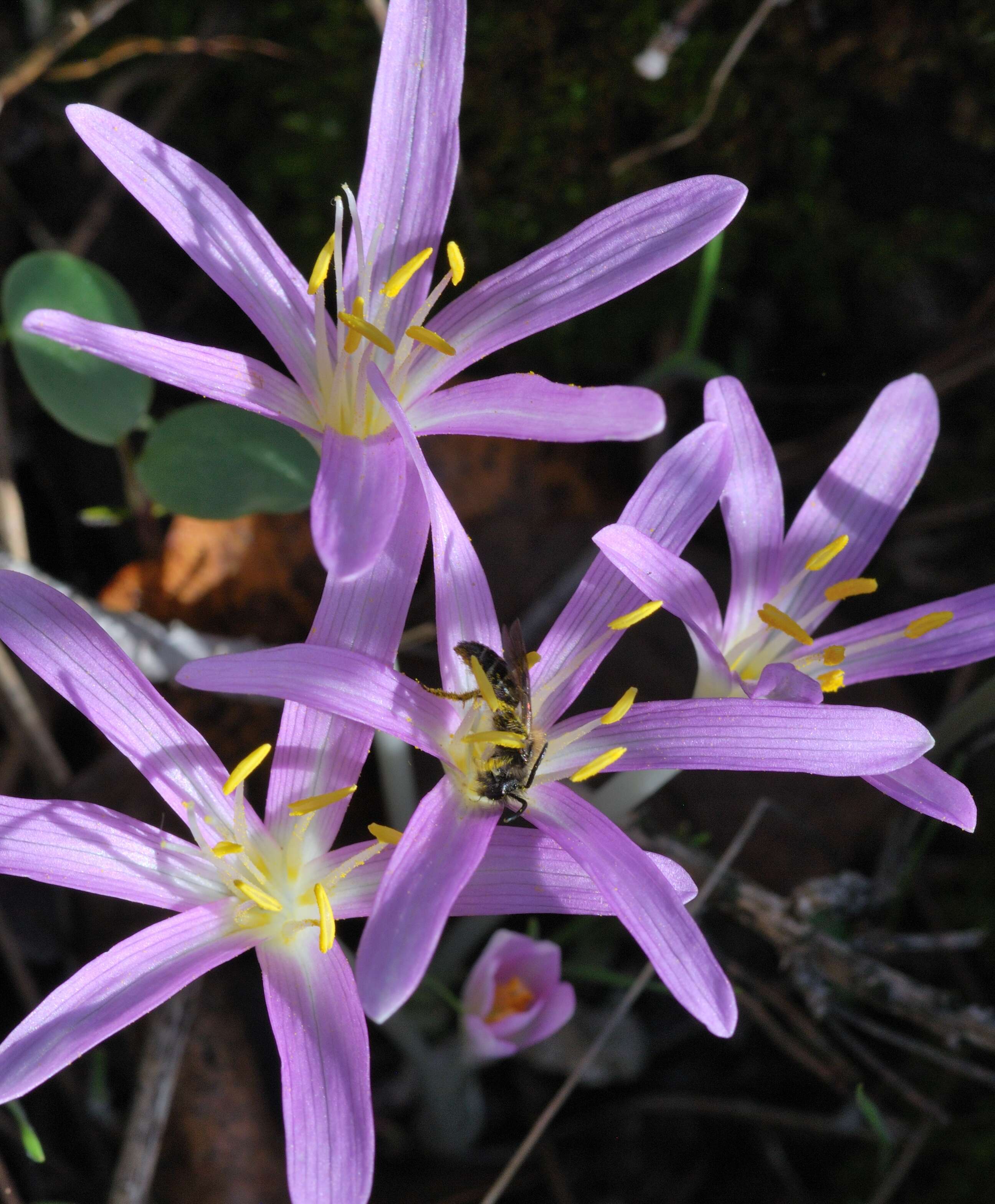 Слика од Colchicum stevenii Kunth