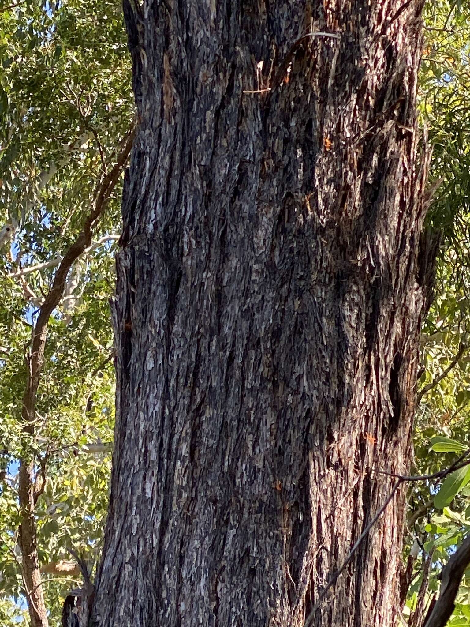 Image of Eucalyptus miniata A. Cunn. ex Schau.