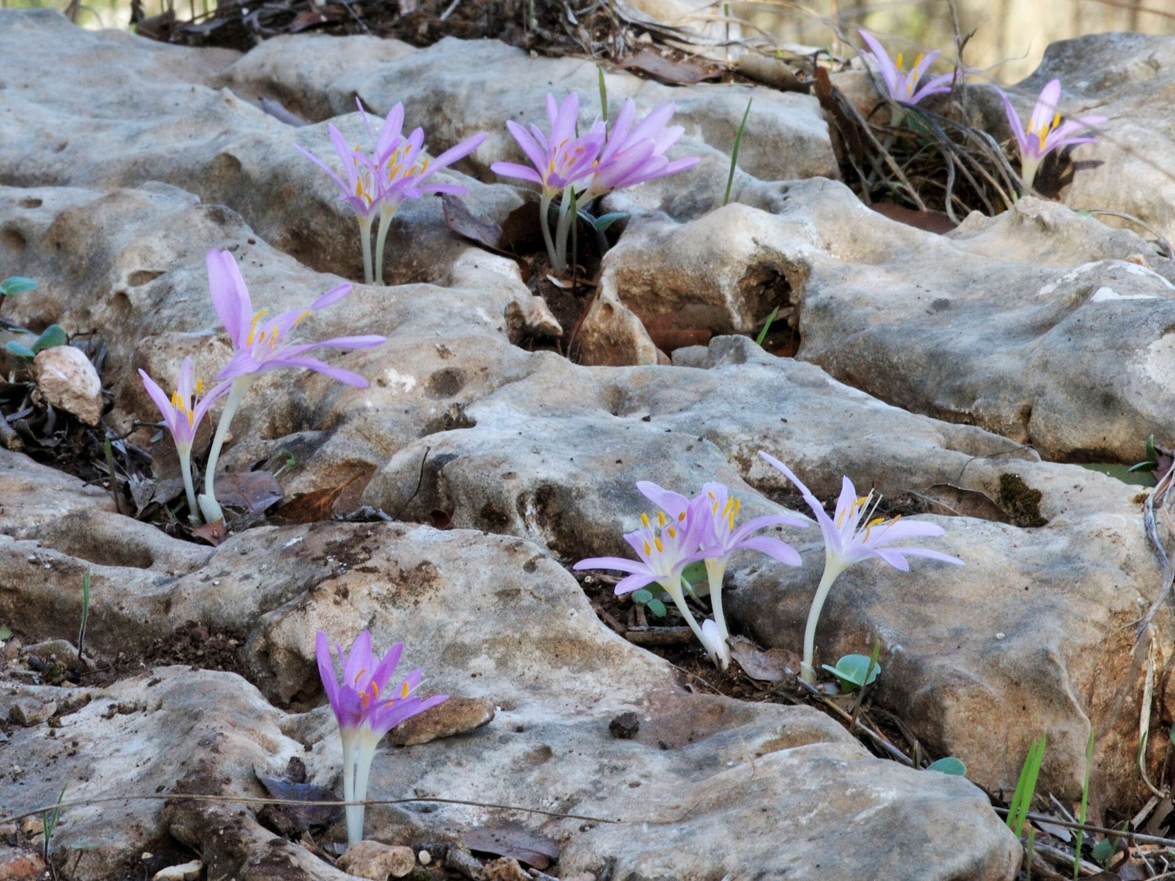 Image of Colchicum stevenii Kunth