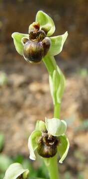 Image of Bumblebee orchid