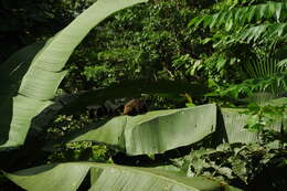 Image of Graells's tamarin