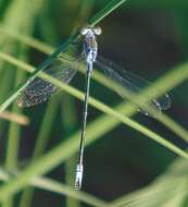 Plancia ëd Lestes unguiculatus Hagen 1861