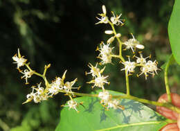 Image of Apodytes dimidiata E. Mey. ex Arn.