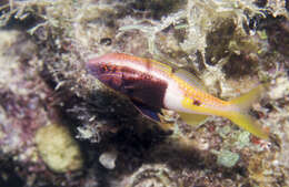 Image of Bicolor goatfish