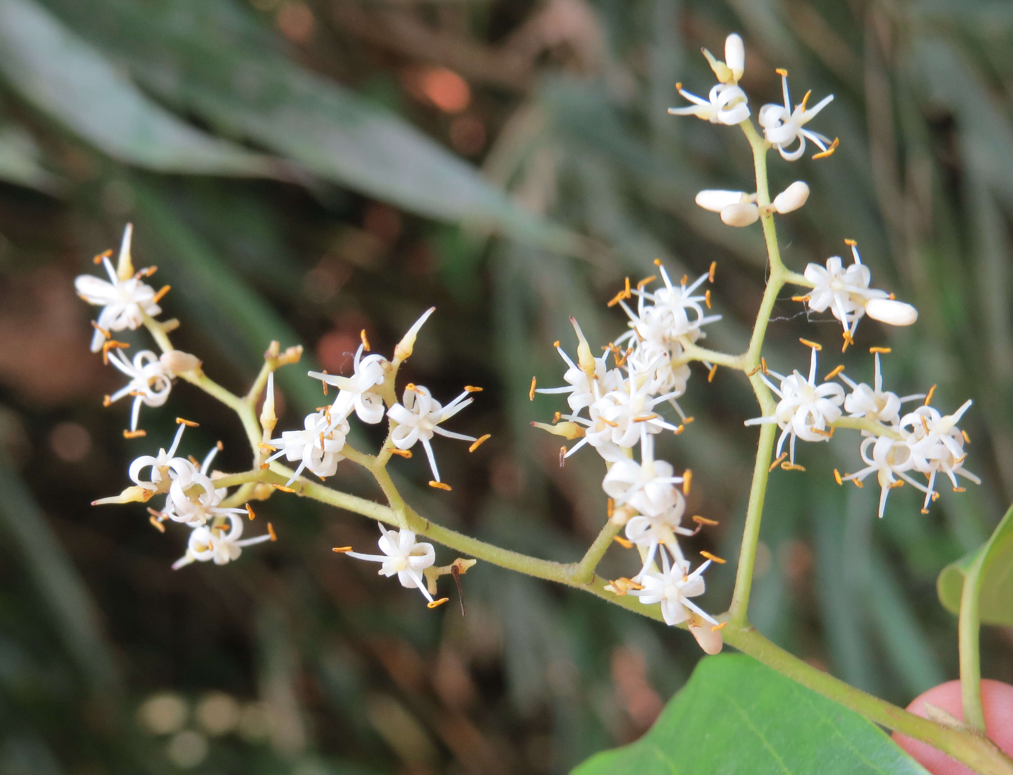 Image of Apodytes dimidiata E. Mey. ex Arn.