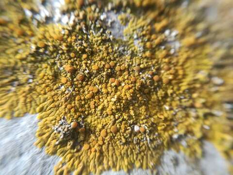 Image of orange lichen