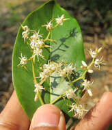 Image of Apodytes dimidiata E. Mey. ex Arn.