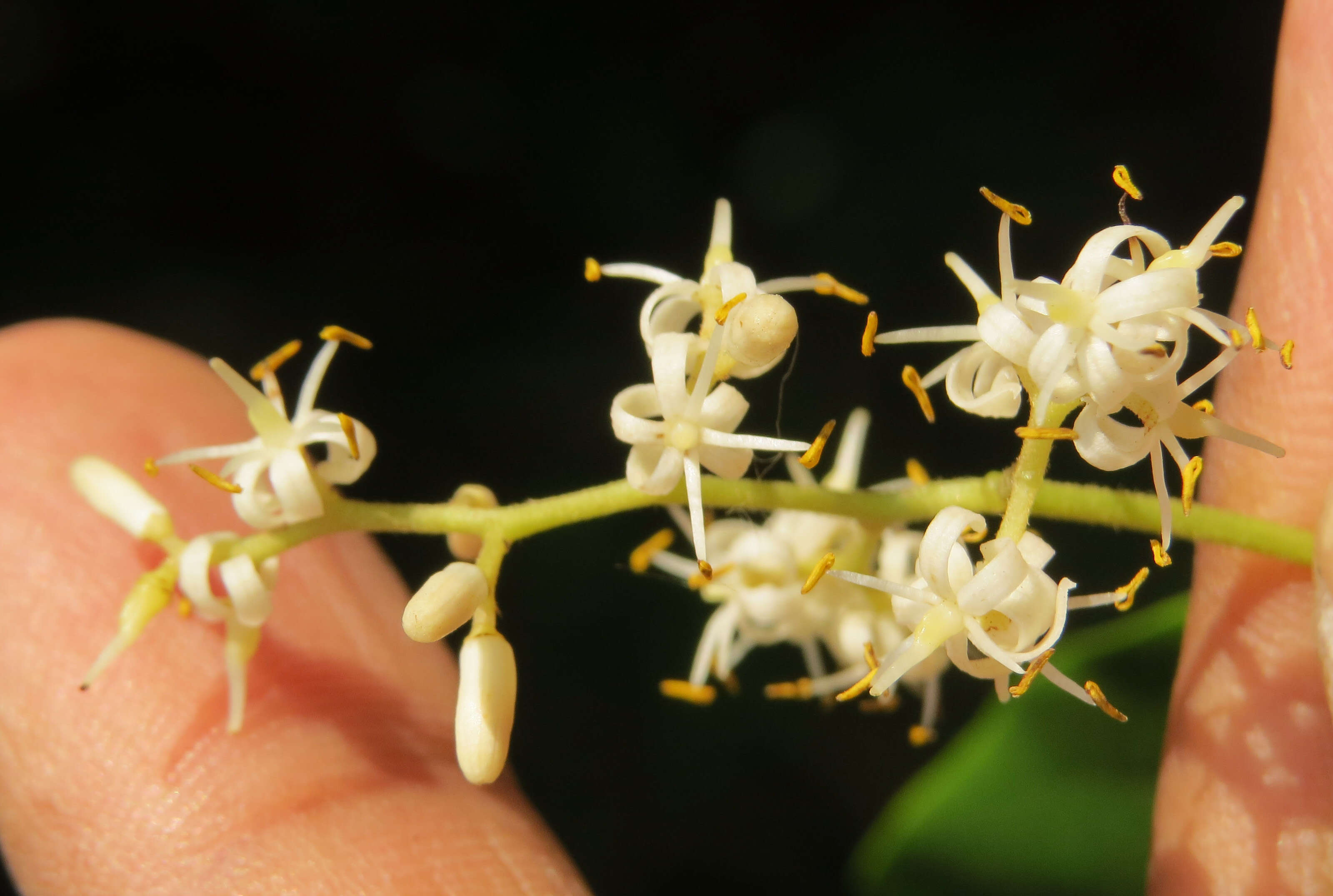 Image of Apodytes dimidiata E. Mey. ex Arn.