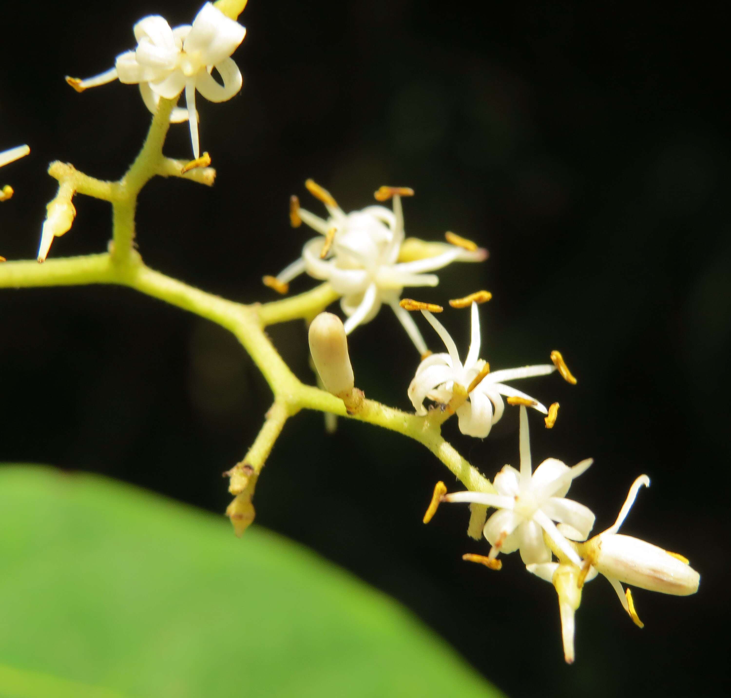 Image of Apodytes dimidiata E. Mey. ex Arn.