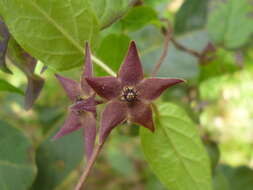 Image of Matelea porphyrantha (Standl.) R. E. Woodson