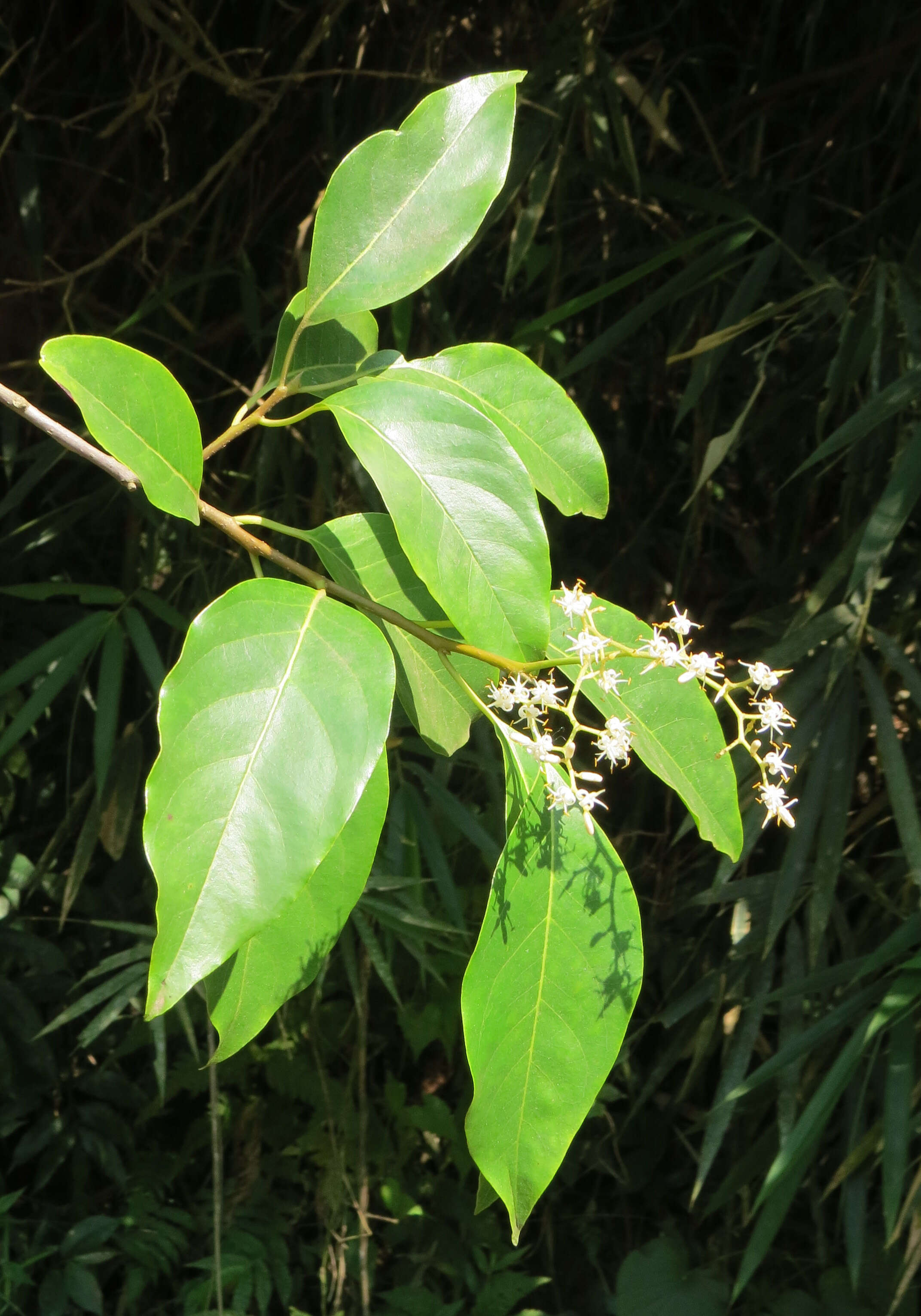 Image of Apodytes dimidiata E. Mey. ex Arn.