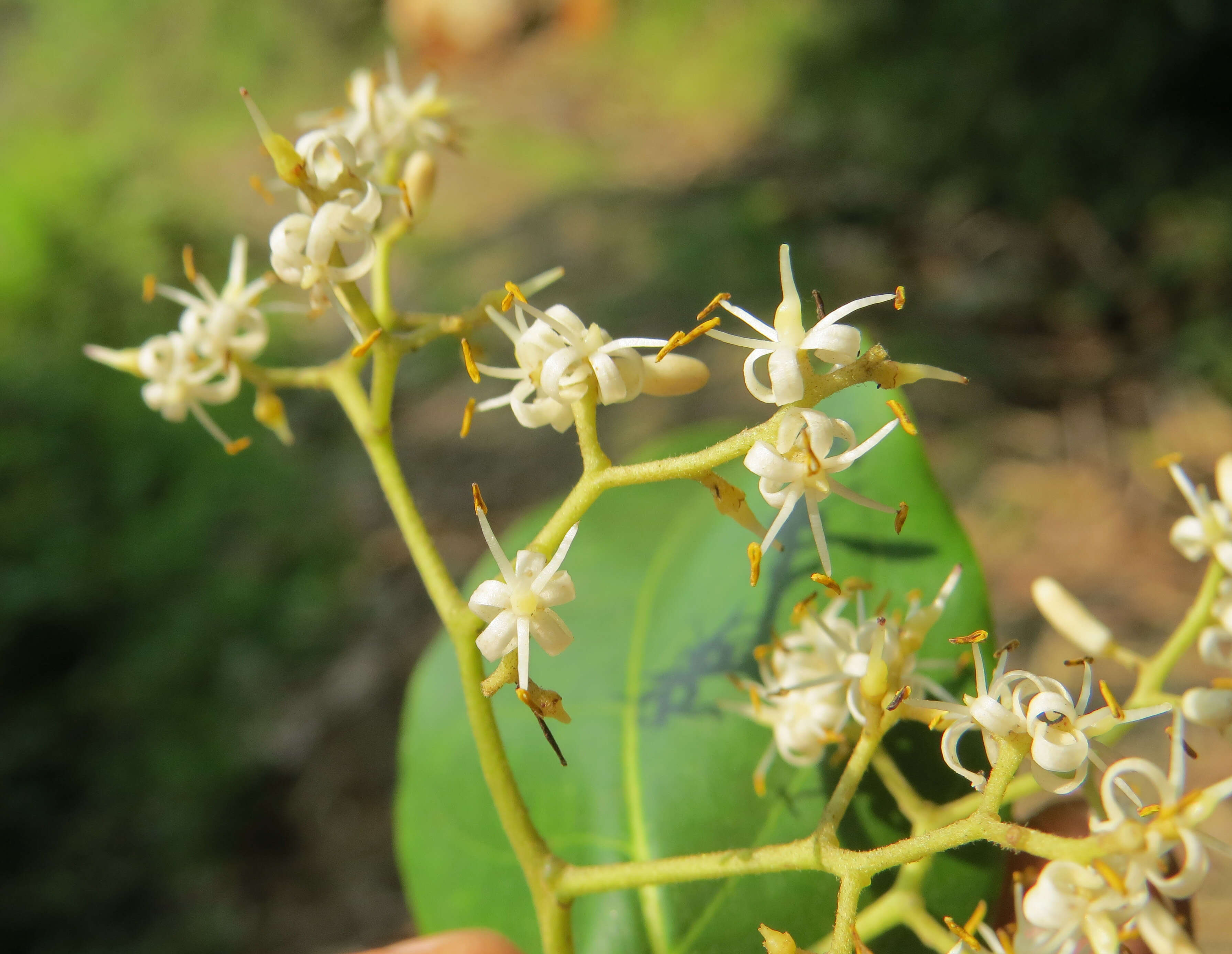 Image of Apodytes dimidiata E. Mey. ex Arn.