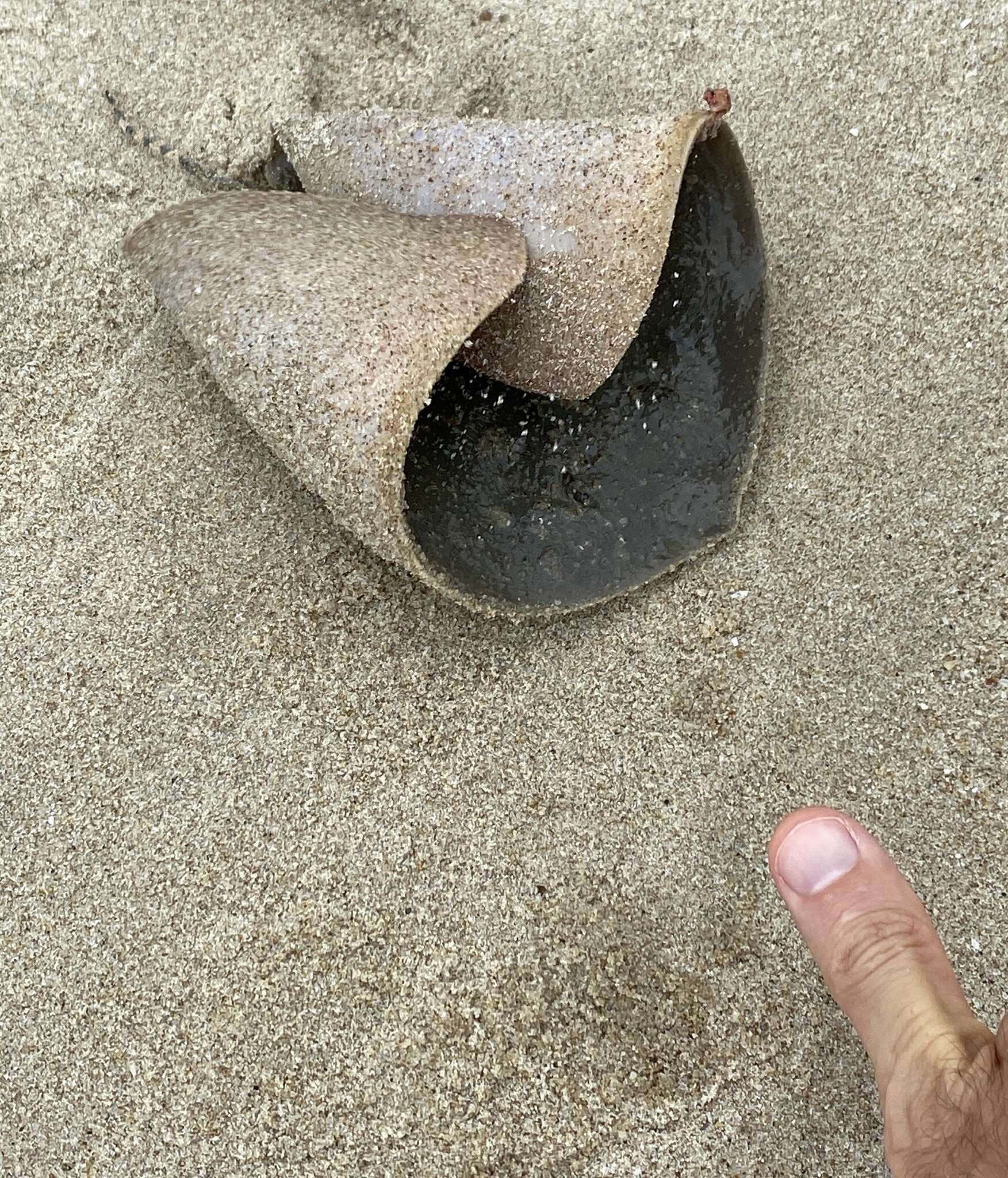 Image of Japanese Butterfly Ray