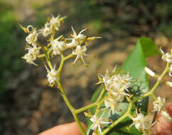 Image of Apodytes dimidiata E. Mey. ex Arn.