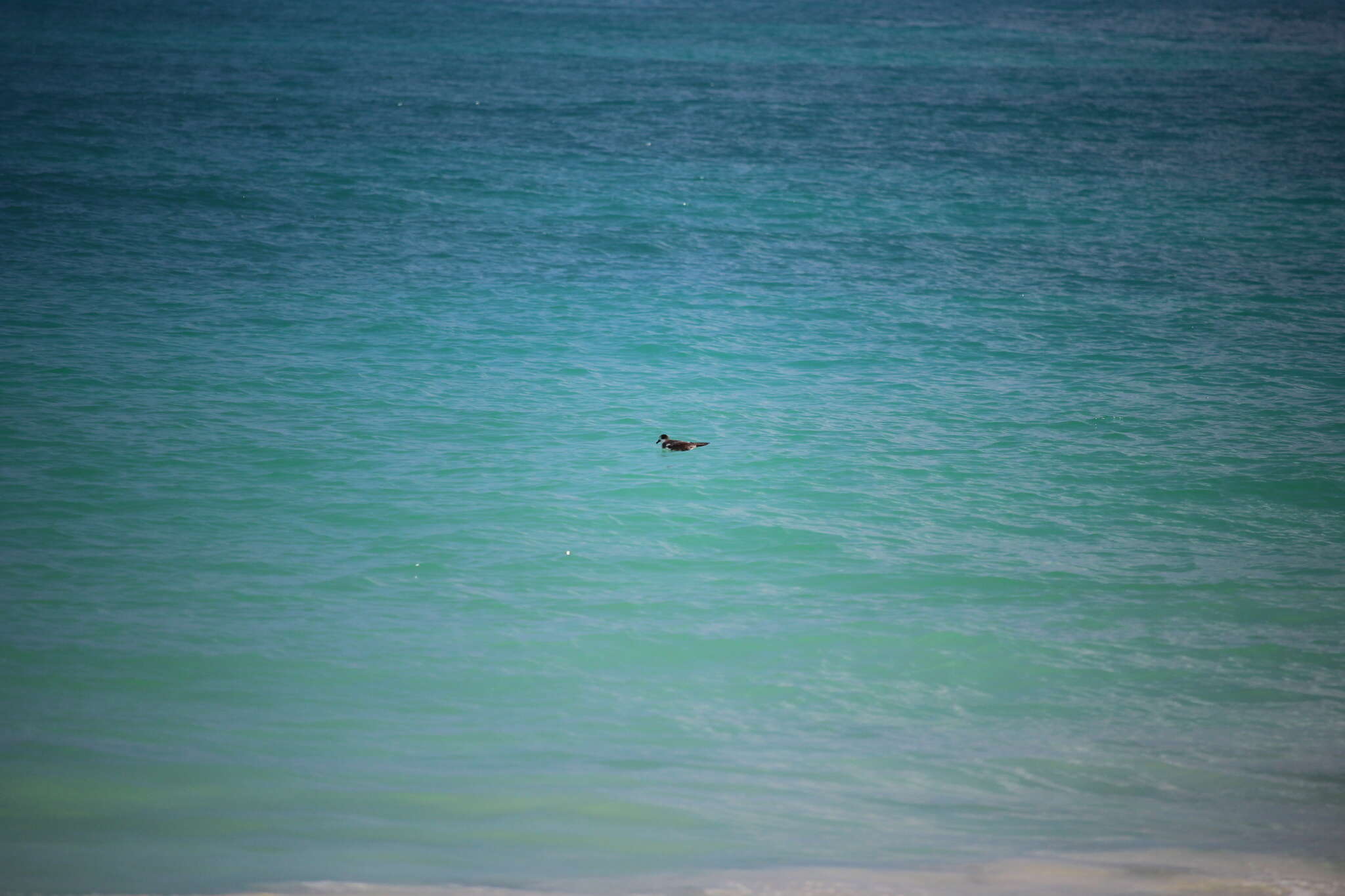 Image of Hawaiian Petrel