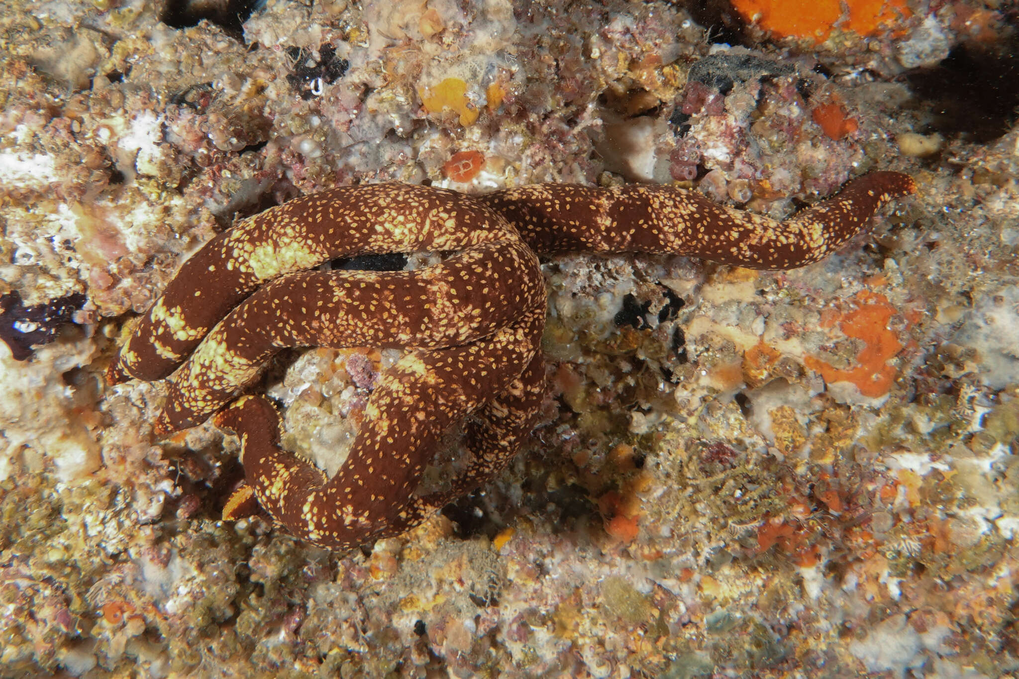 Image of Ophidiaster macknighti H. E. S. Clark 1962