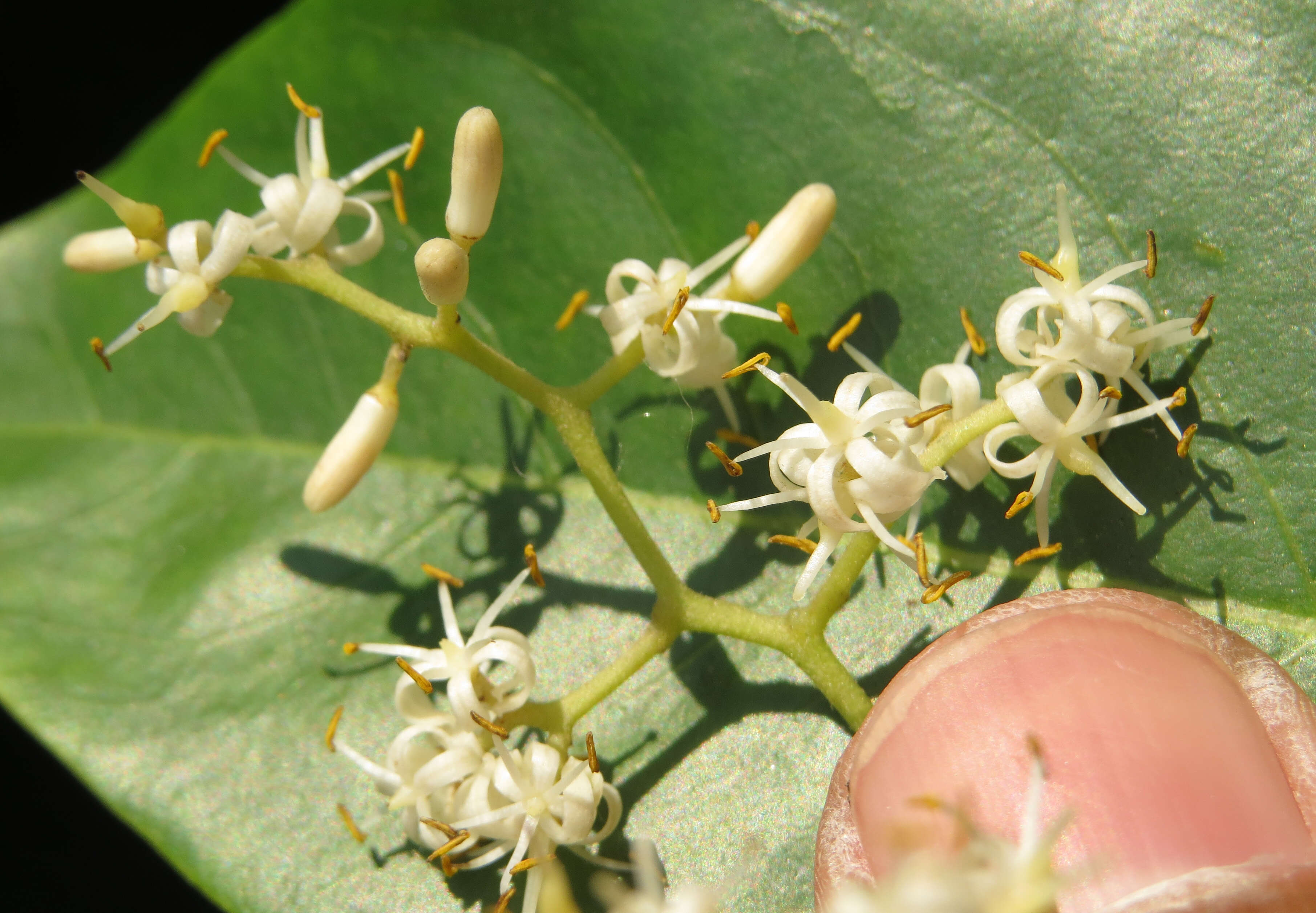 Image of Apodytes dimidiata E. Mey. ex Arn.