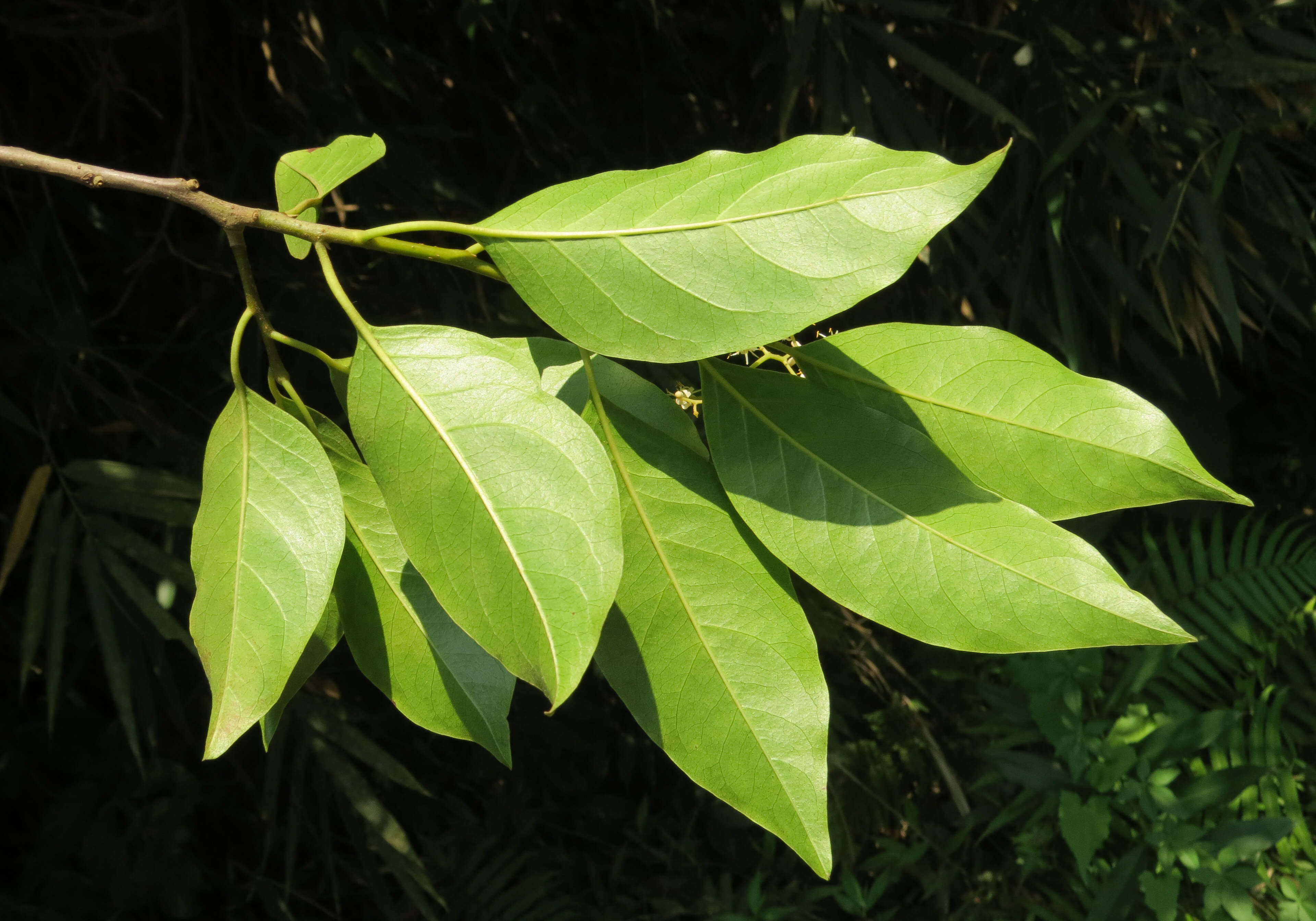 Image of Apodytes dimidiata E. Mey. ex Arn.