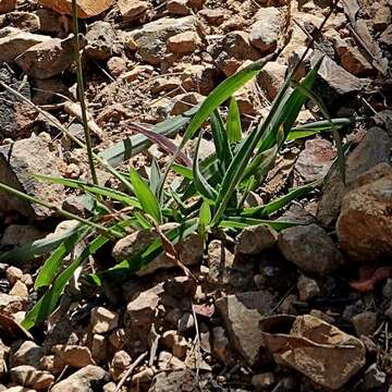 Image de Digitaria ramularis (Trin.) Henrard