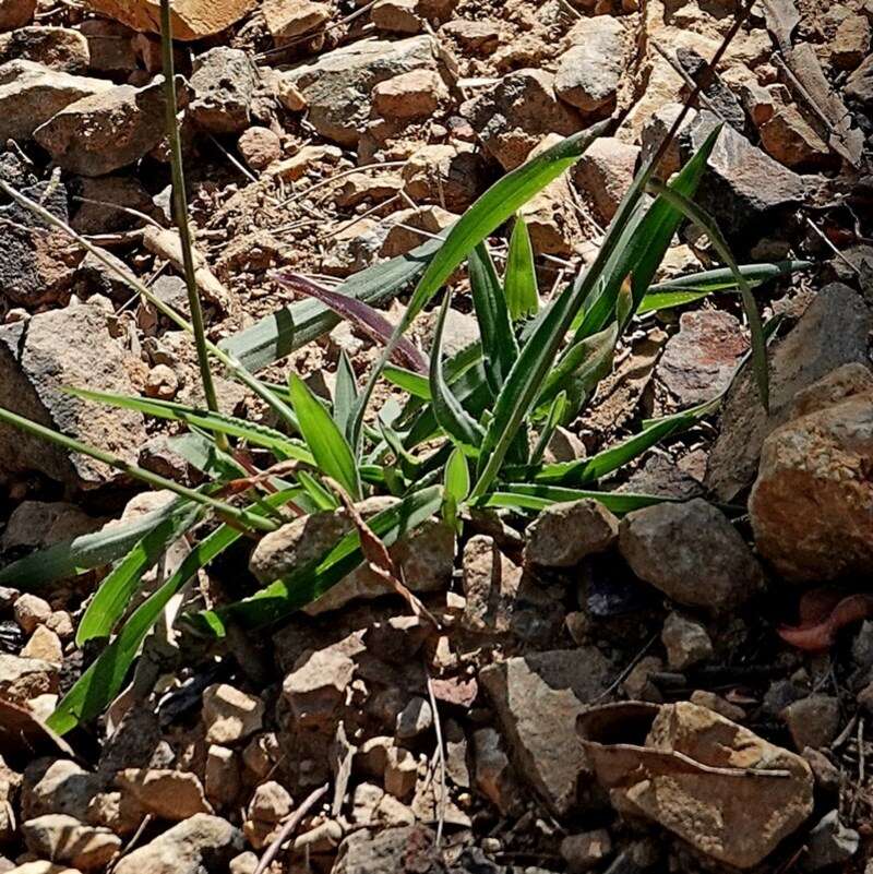 Image of Digitaria ramularis (Trin.) Henrard