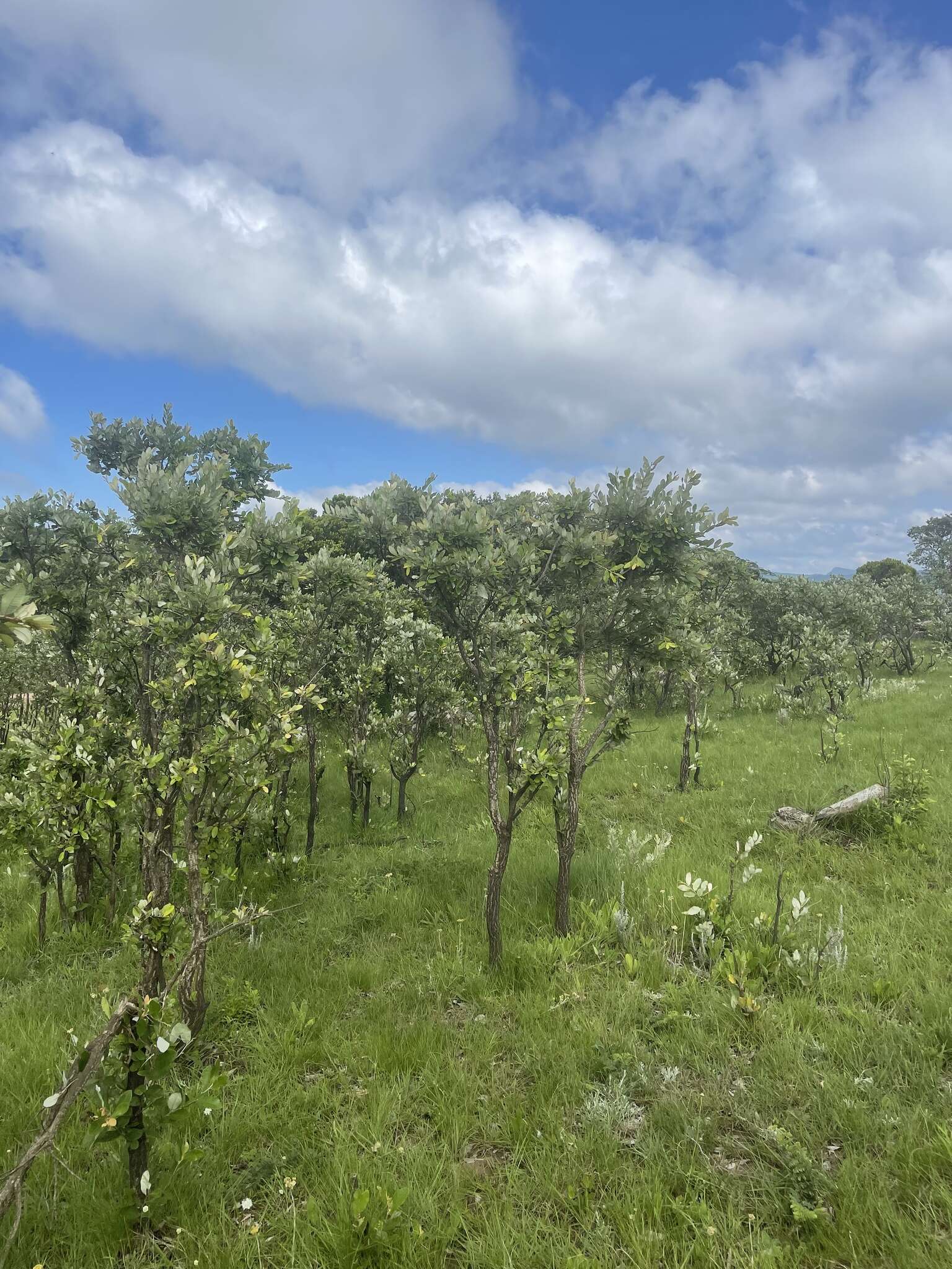 Image of Parinari curatellifolia Planch. ex Benth.