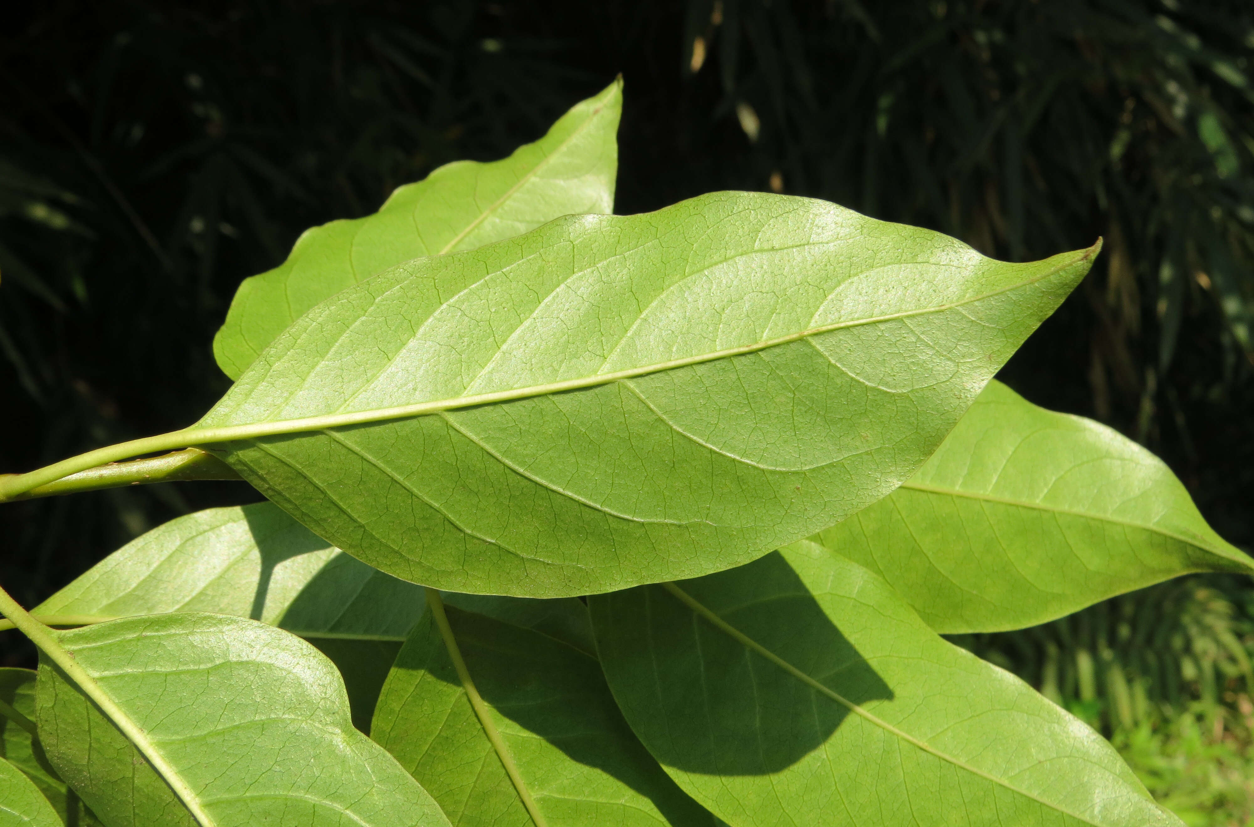 Image of Apodytes dimidiata E. Mey. ex Arn.