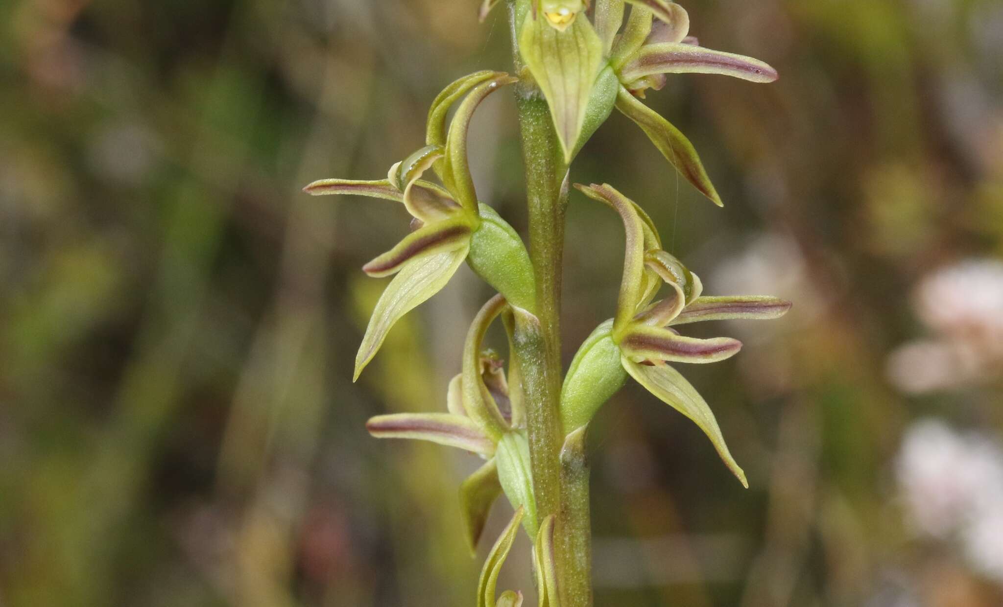 Image of Prasophyllum concinnum Nicholls