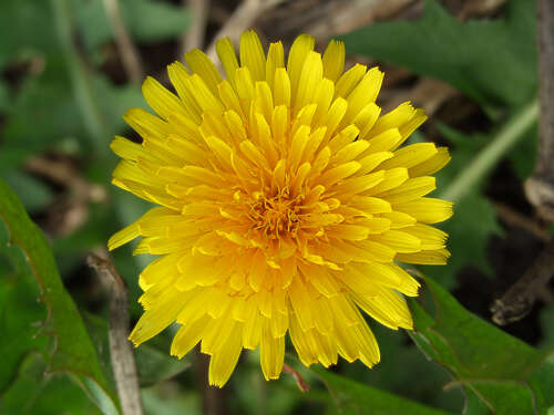 Plancia ëd Sonchus arvensis L.