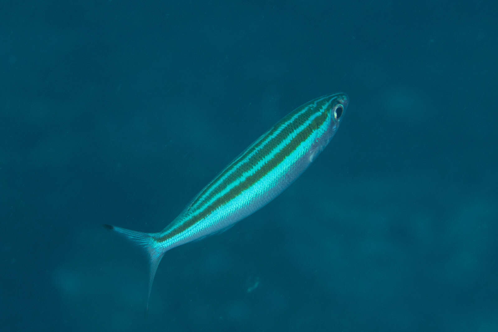 Imagem de Pterocaesio trilineata Carpenter 1987