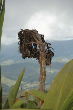 Doryanthes palmeri W. Bull resmi