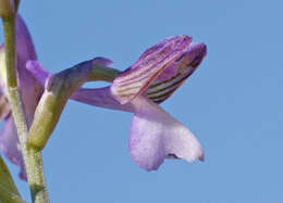 Image of Anacamptis morio subsp. syriaca (E. G. Camus) H. Kretzschmar, Eccarius & H. Dietr.