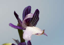 Image of Anacamptis morio subsp. syriaca (E. G. Camus) H. Kretzschmar, Eccarius & H. Dietr.