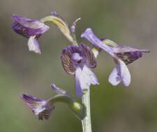 Image of Anacamptis morio subsp. syriaca (E. G. Camus) H. Kretzschmar, Eccarius & H. Dietr.