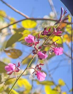 Image of Encyclia cordigera (Kunth) Dressler