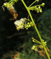 صورة Archidendron bigeminum (L.) I. C. Nielsen