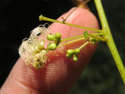 Image of Archidendron bigeminum (L.) I. C. Nielsen