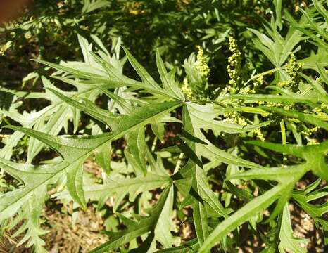 Image of Urtica cannabina L.