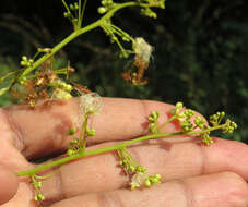 Image of Archidendron bigeminum (L.) I. C. Nielsen