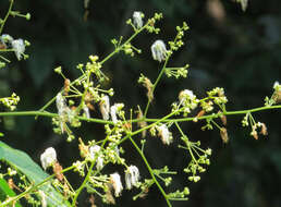 Image of Archidendron bigeminum (L.) I. C. Nielsen