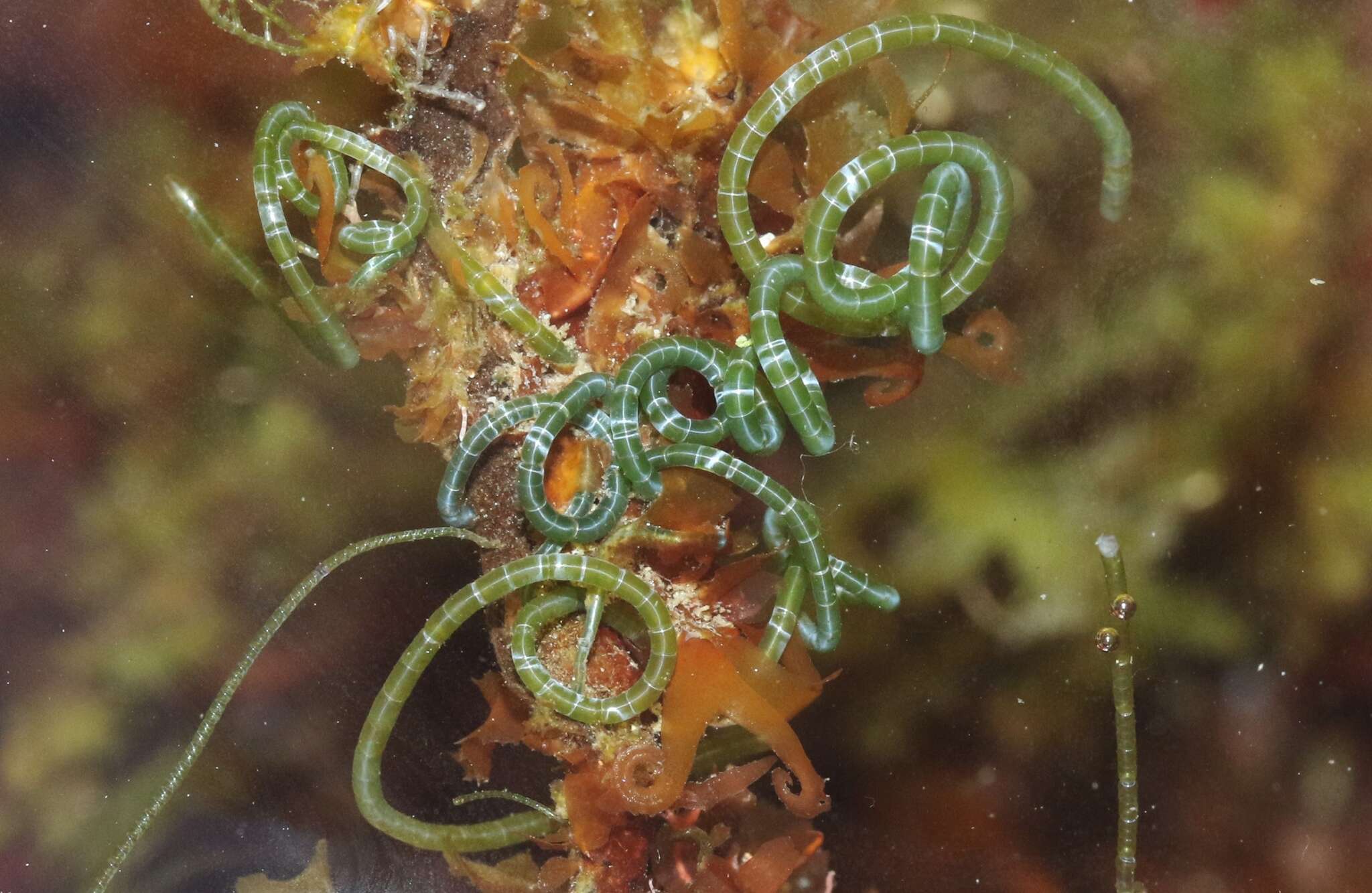 Image of Chaetomorpha spiralis