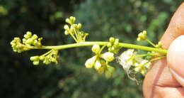 Image of Archidendron bigeminum (L.) I. C. Nielsen