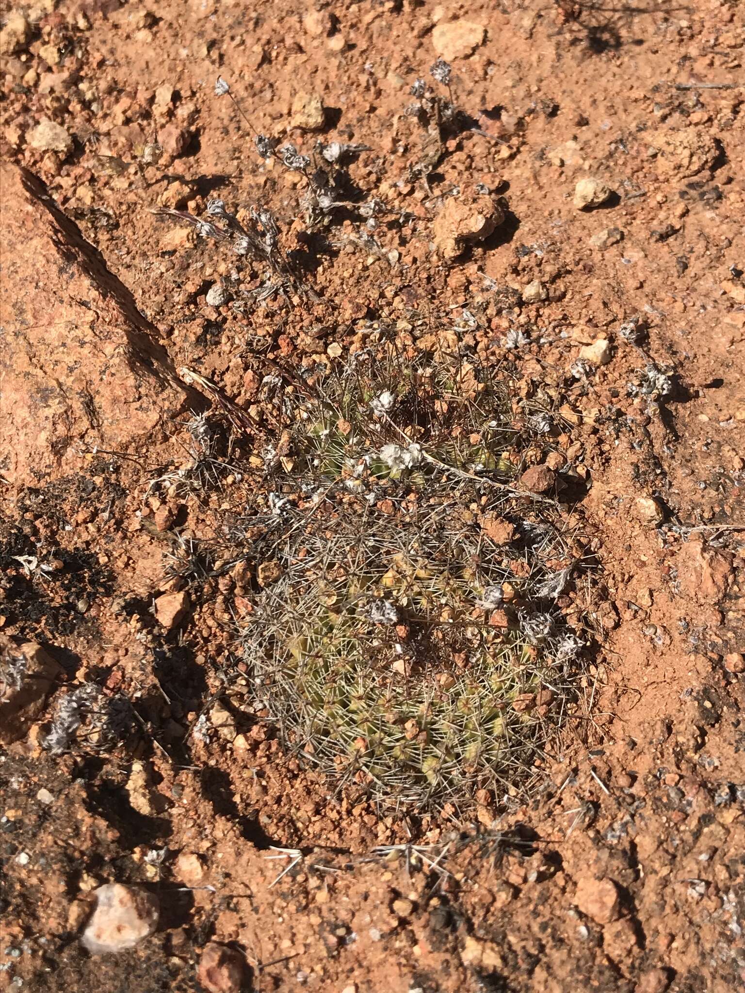 Image de Mammillaria brandegeei (J. M. Coult.) Engelm. ex K. Brandegee