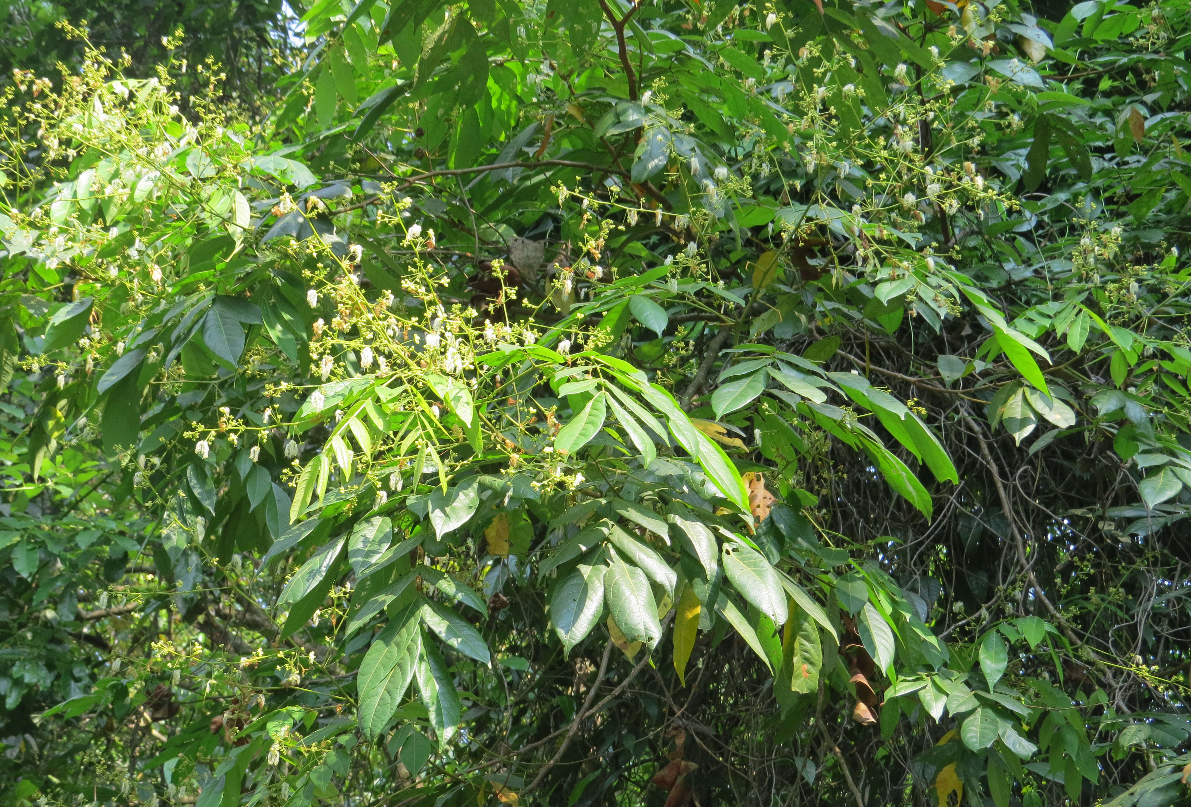 Imagem de Archidendron bigeminum (L.) I. C. Nielsen