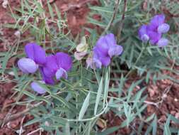 Imagem de Lathyrus zionis C. L. Hitchc.