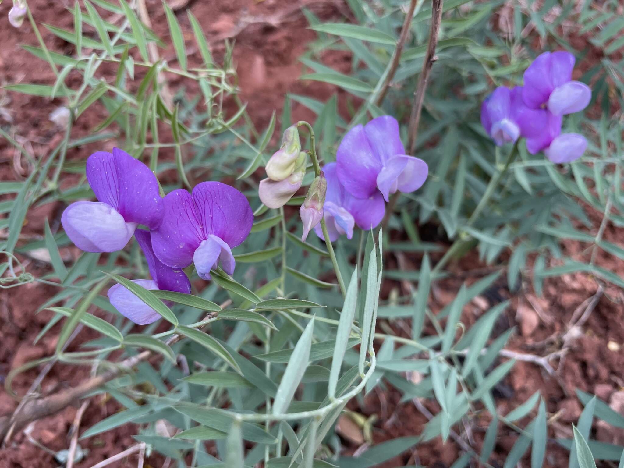 Imagem de Lathyrus zionis C. L. Hitchc.