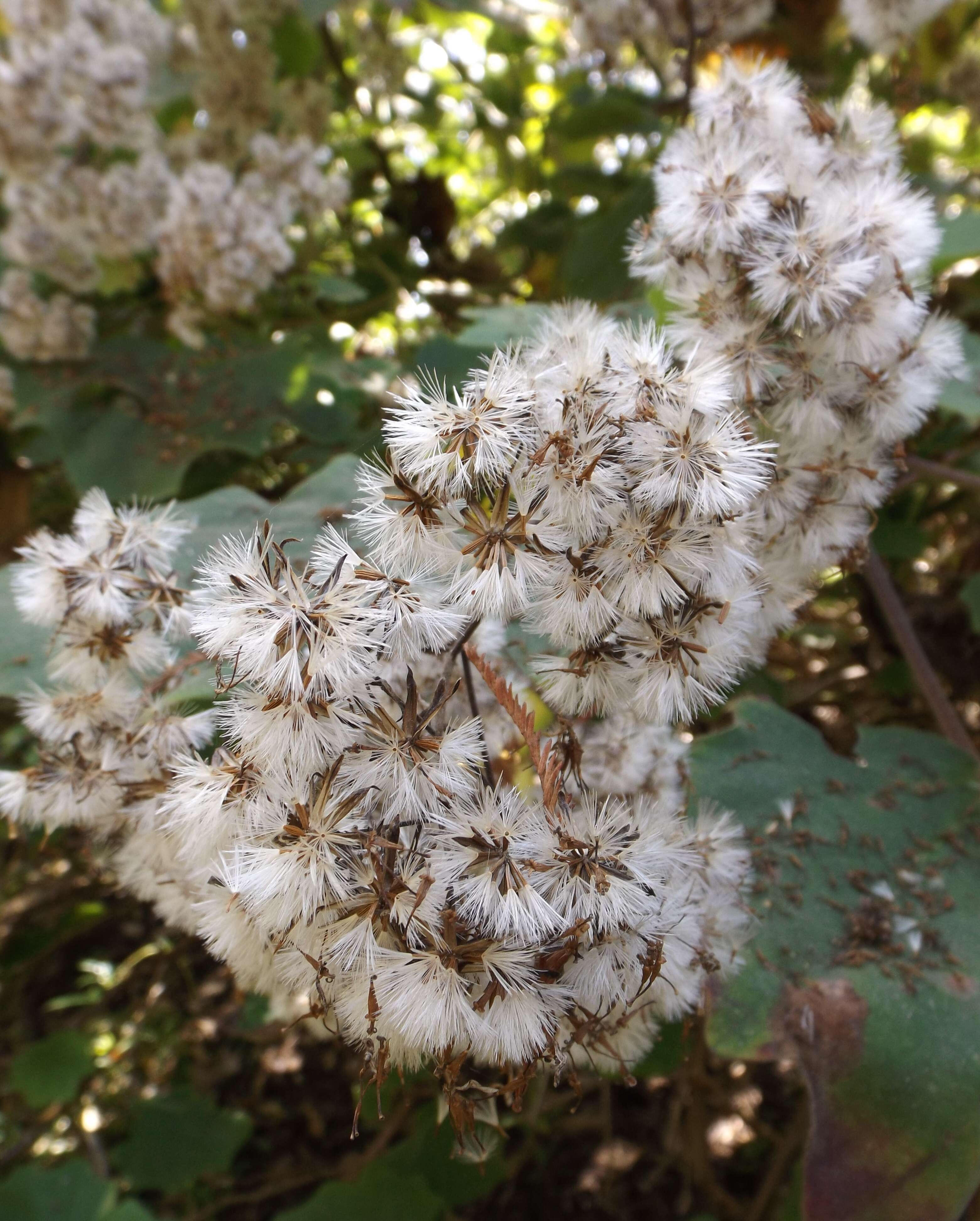 Image of velvet groundsel