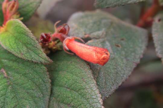 Image of Moussonia strigosa (C. V. Morton) Wiehler