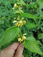 Lamium galeobdolon subsp. montanum (Pers.) Hayek的圖片