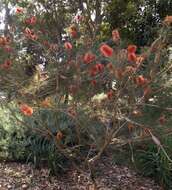 صورة Callistemon pinifolius (J. C. Wendl.) Sweet