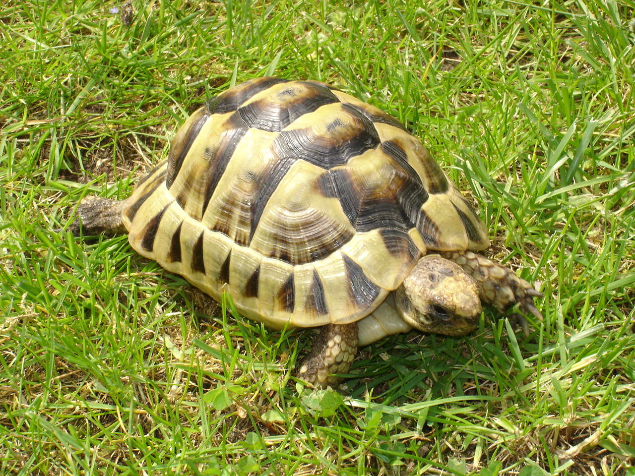 Image of Common Tortoise